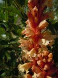 Orobanche centaurina