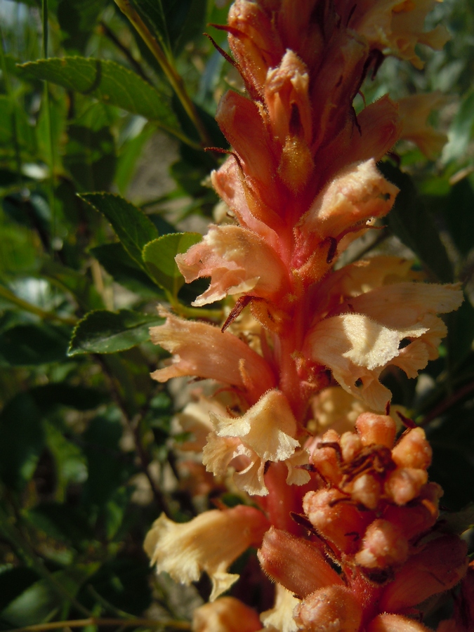 Image of Orobanche centaurina specimen.