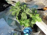 Ficus carica