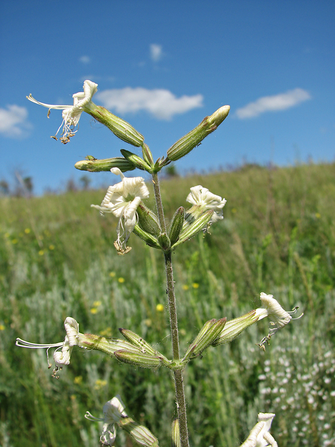 Image of Silene viscosa specimen.