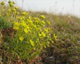 Saxifraga aizoides