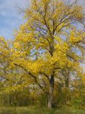 Ulmus laevis. Дерево осенью. Саратовская обл., Энгельсский р-н, в пойменном лесу у Волгоградского вдхр. 14 октября 2011 г.