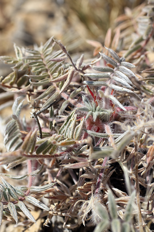 Image of Oxytropis trichocalycina specimen.