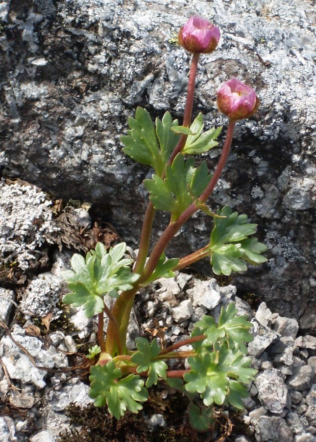 Изображение особи Beckwithia glacialis.