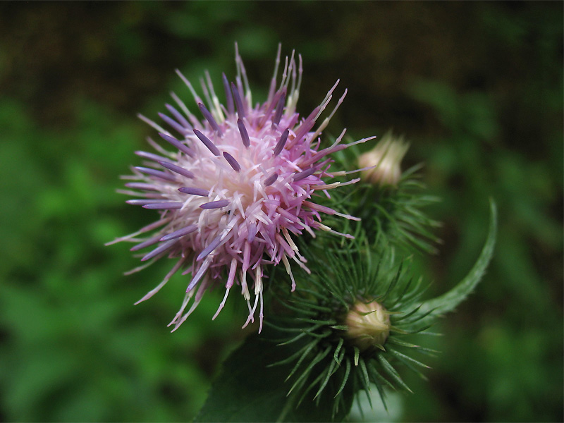 Изображение особи Carduus bicolorifolius.