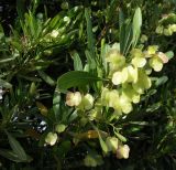 Dodonaea viscosa. Ветви плодоносящего куста. Израиль, г. Кирьят-Оно, уличное озеленение. 26.03.2008.