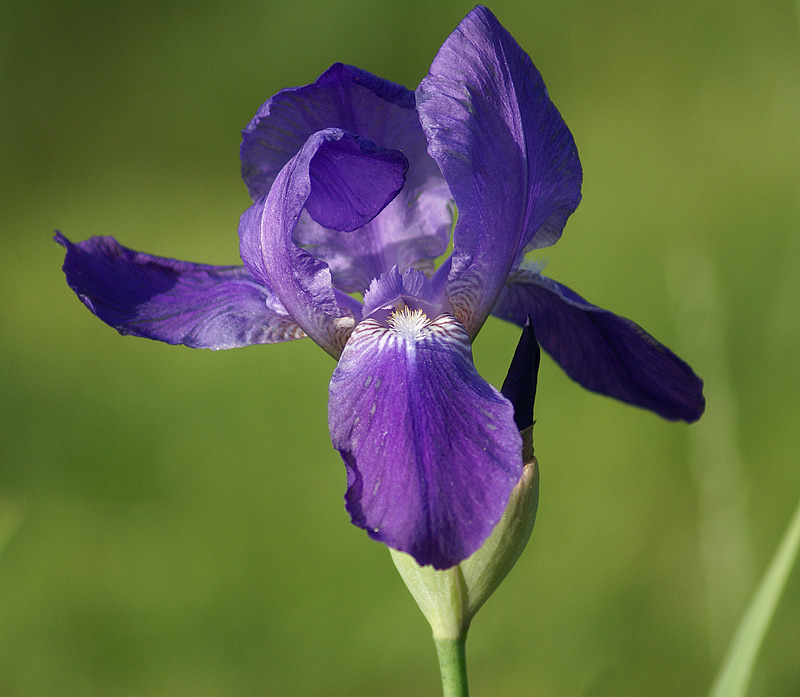 Image of Iris nyaradyana specimen.