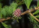 Larix sibirica