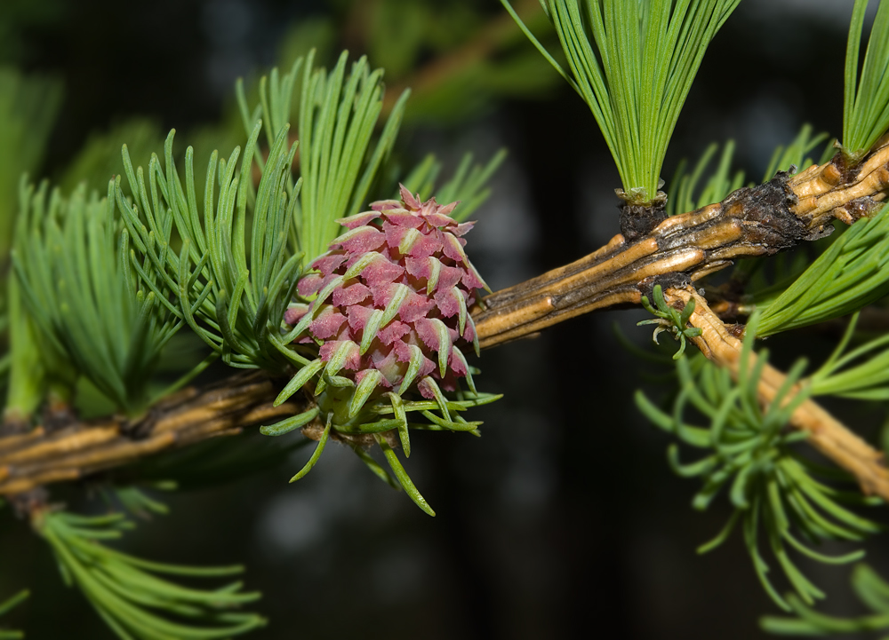 Image of Larix sibirica specimen.