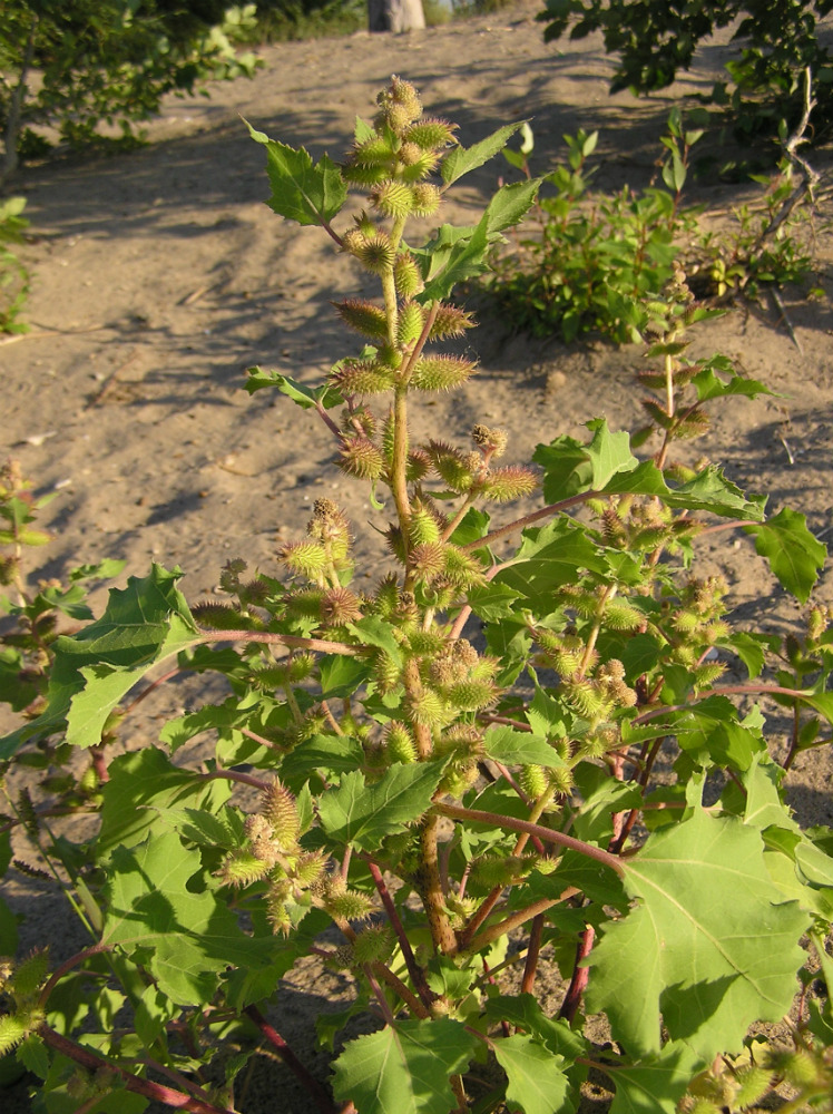 Image of Xanthium orientale specimen.