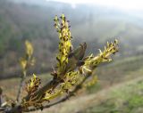 Fraxinus excelsior. Верхушка ветви с соцветиями. Крым, окрестности Ялты. 7 апреля 2012 г.