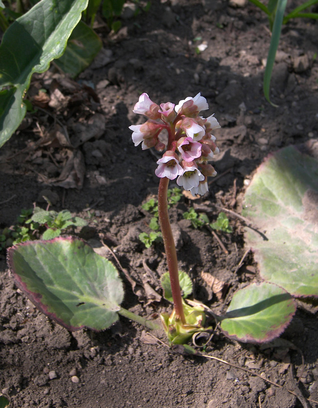 Изображение особи Bergenia ligulata.