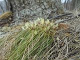 Carex nanella. Цветущее растение в дубовом лесу. Приморский край, г. Находка. 28.04.2012.
