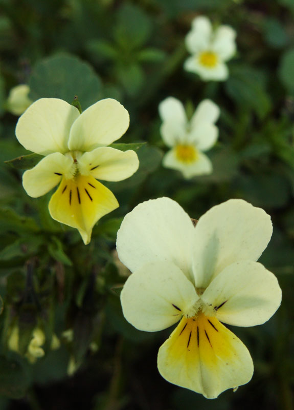 Изображение особи Viola arvensis.