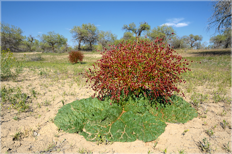 Image of Rheum tataricum specimen.
