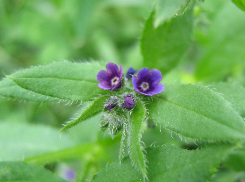 Image of Asperugo procumbens specimen.