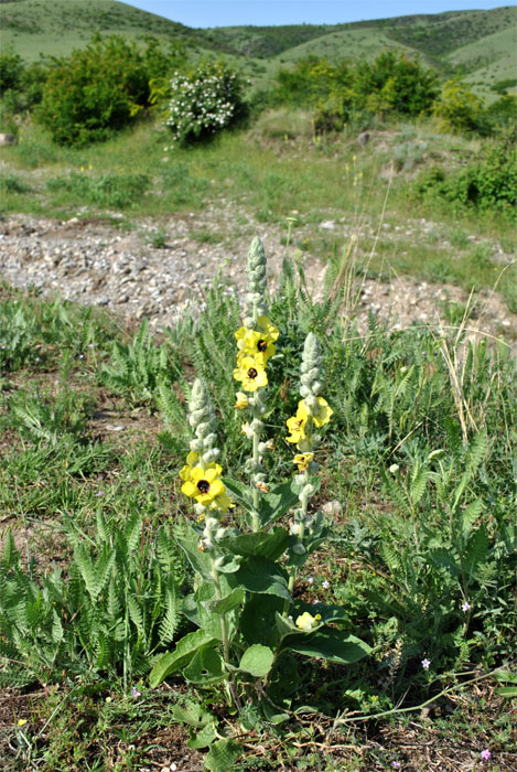 Image of Verbascum formosum specimen.