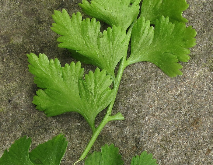 Image of Dennstaedtia wilfordii specimen.