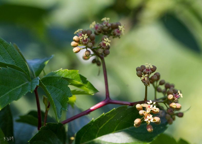 Image of Parthenocissus quinquefolia specimen.