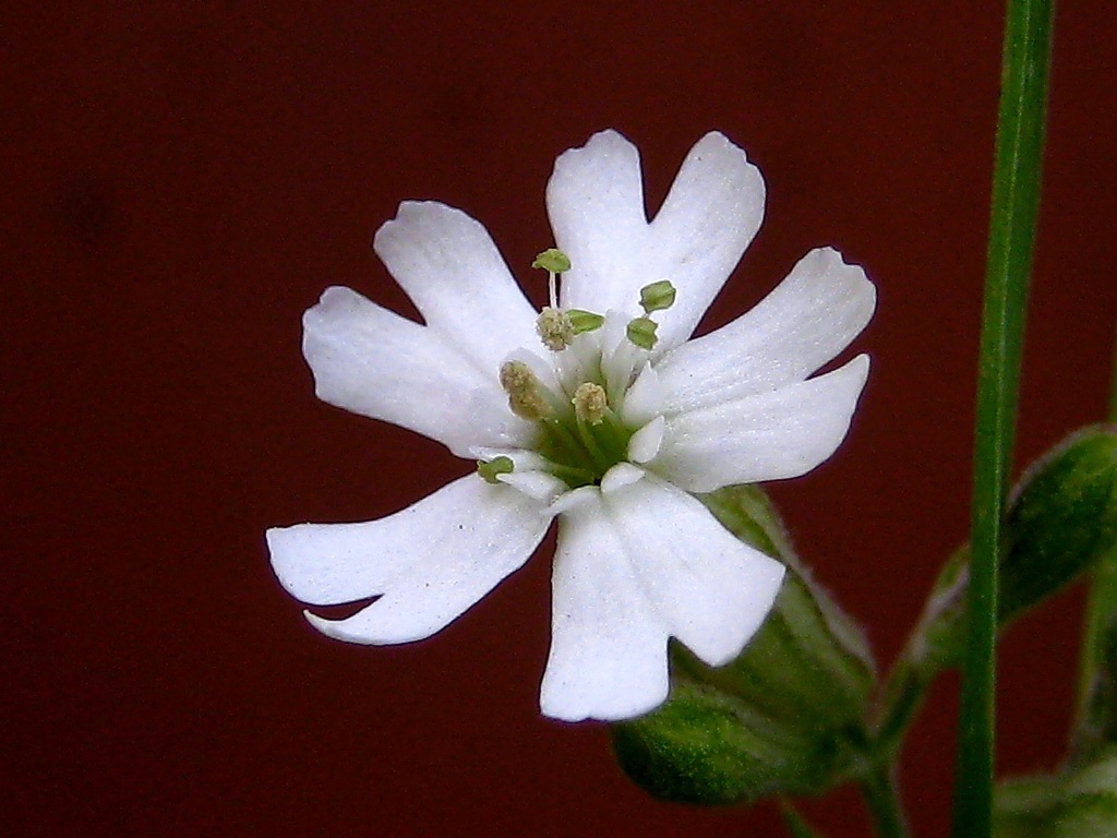 Image of Silene amoena specimen.