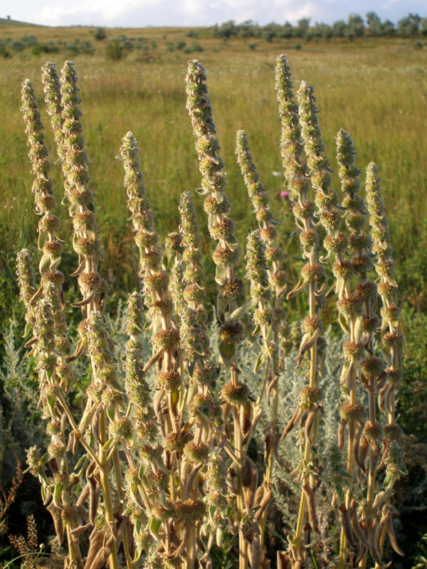 Image of Stachys germanica specimen.
