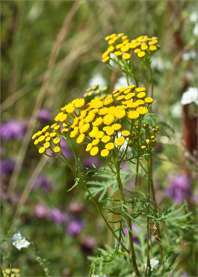 Image of Tanacetum vulgare specimen.