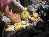 Sempervivum pumilum