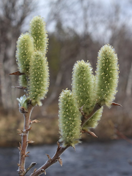 Image of Salix lanata specimen.