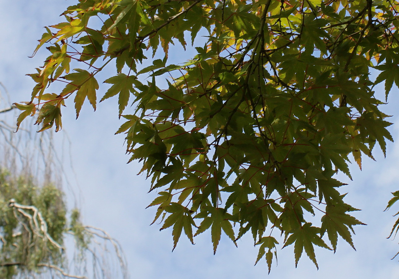 Изображение особи Acer japonicum.