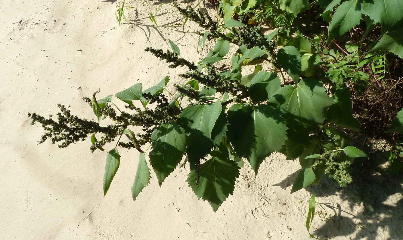 Image of Cyclachaena xanthiifolia specimen.