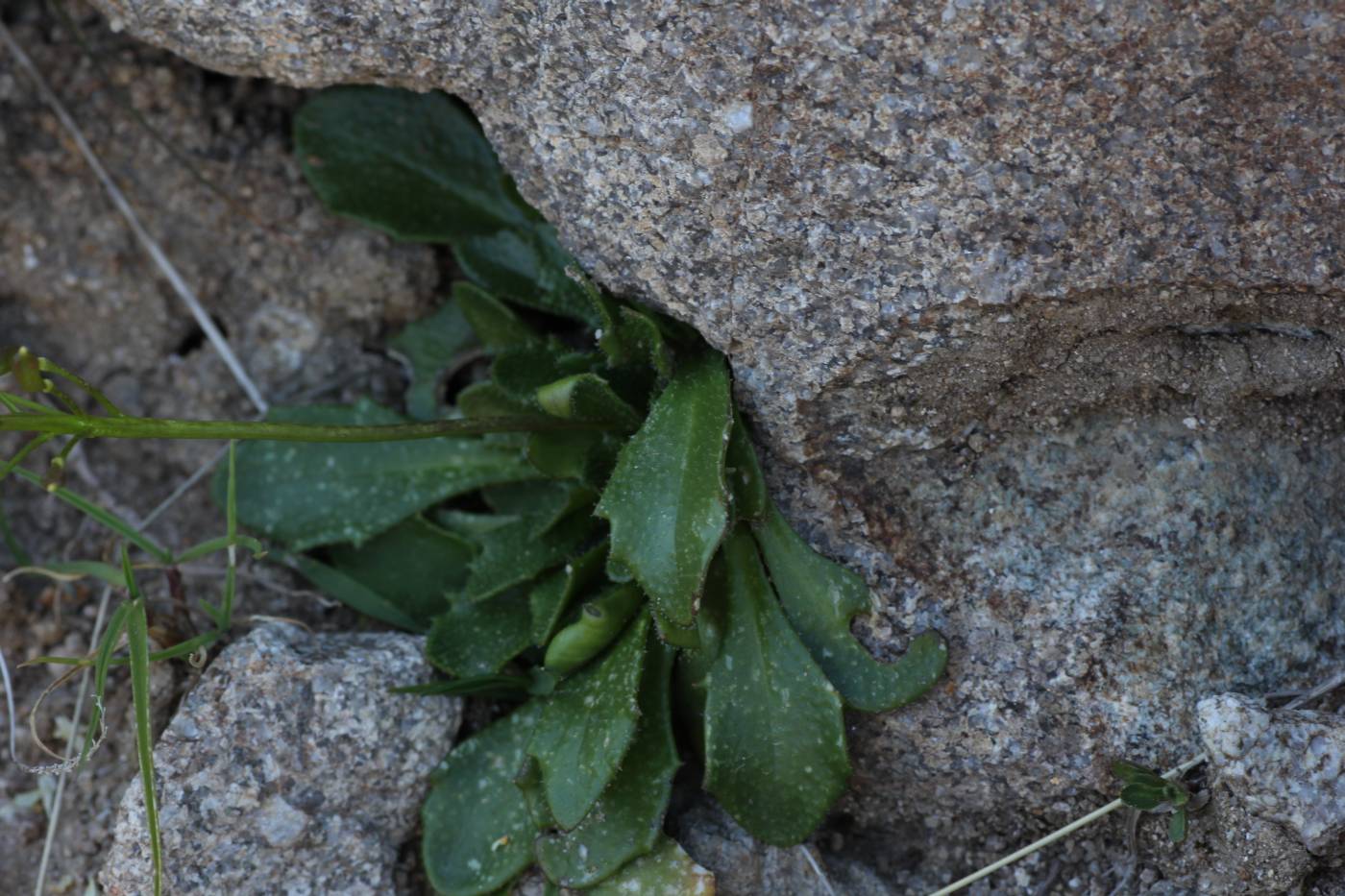 Image of Draba hispida specimen.