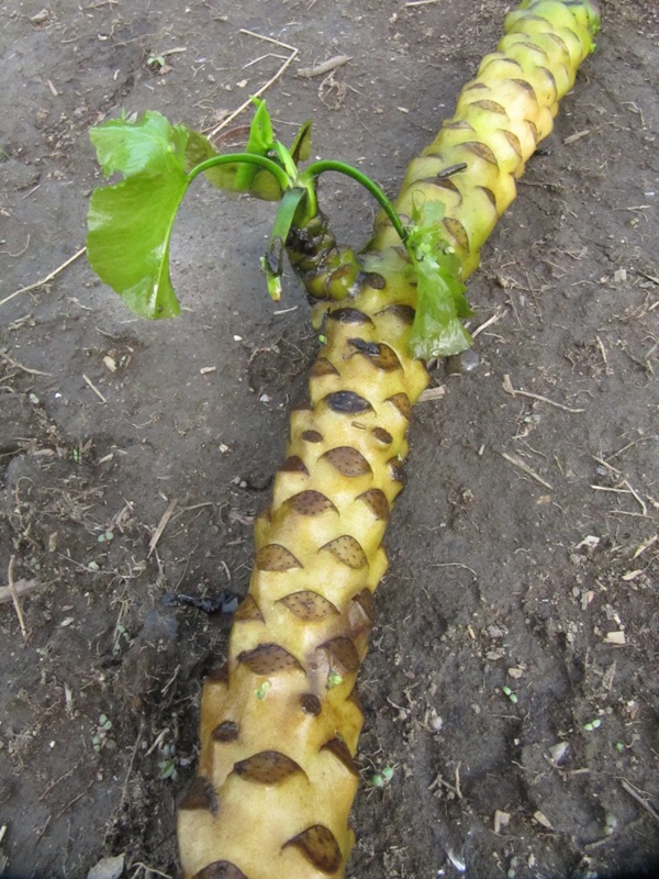 Image of Nuphar lutea specimen.