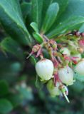 Arbutus unedo