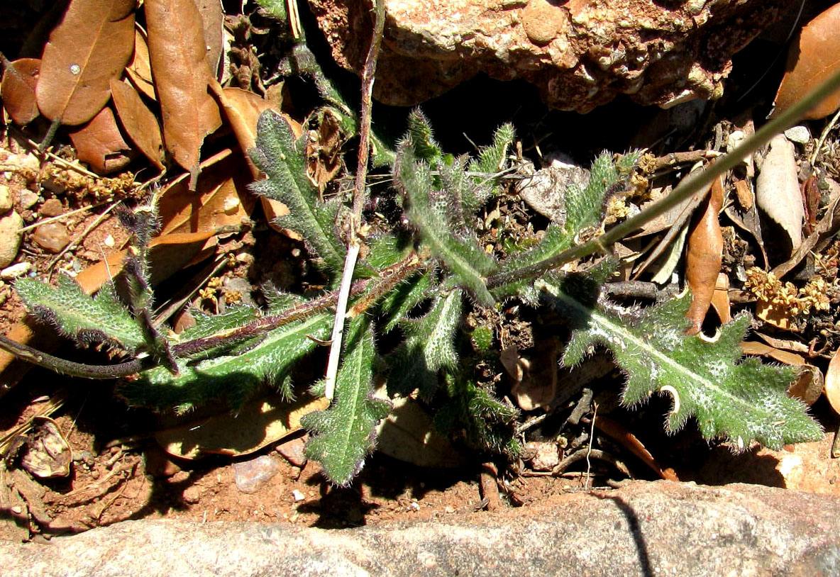 Image of Biscutella laevigata specimen.
