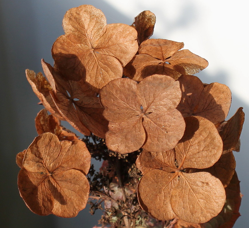 Image of Hydrangea quercifolia specimen.