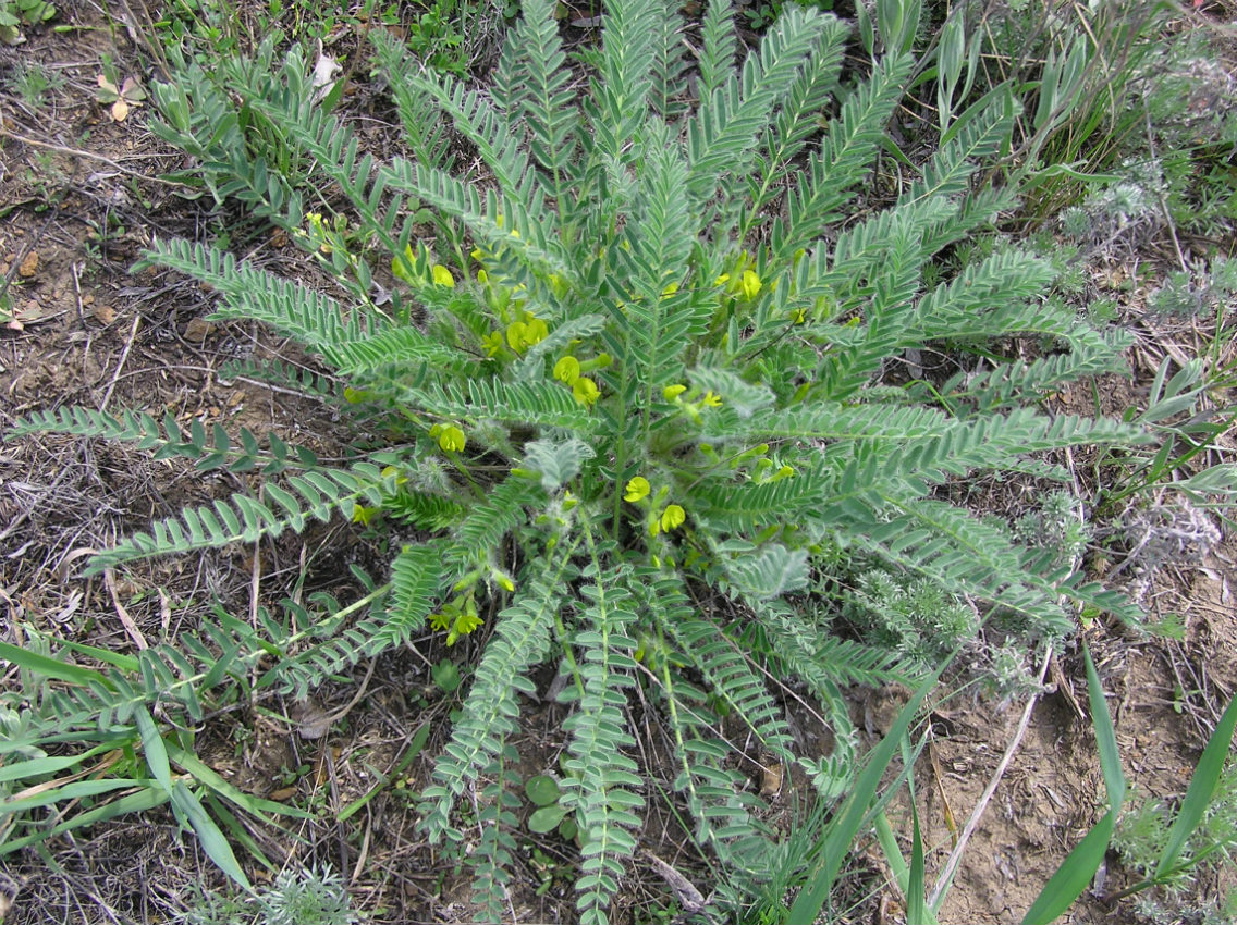 Image of Astragalus henningii specimen.