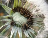 genus Taraxacum