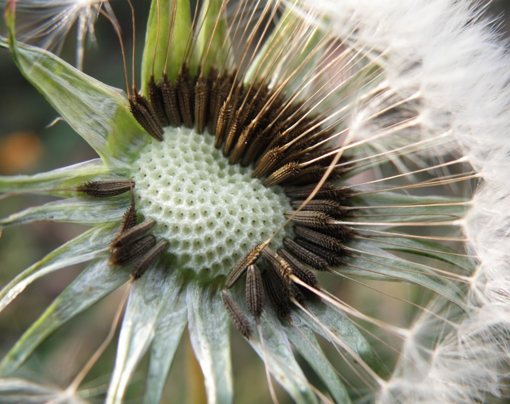 Изображение особи род Taraxacum.