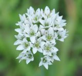 Allium ramosum