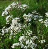 Gypsophila altissima. Соцветие. Иркутская обл., г. Бодайбо, правый борт долины р. Витим, разнотравный луг. 12.07.2012.