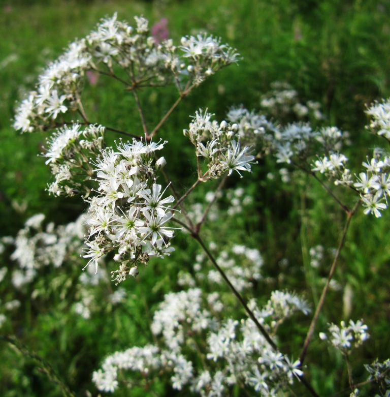 Изображение особи Gypsophila altissima.