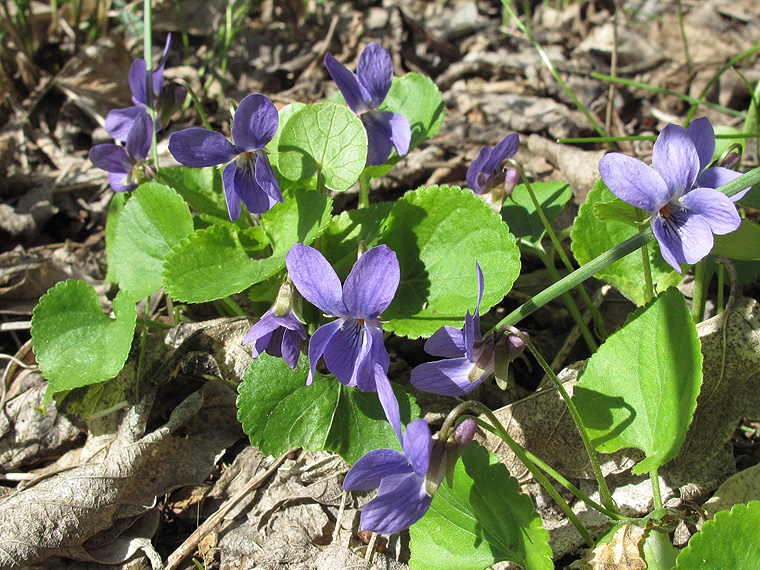 Image of Viola odorata specimen.