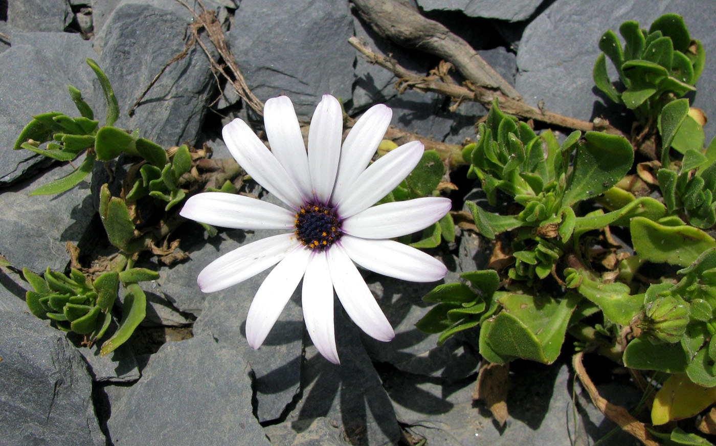 Image of Dimorphotheca ecklonis specimen.