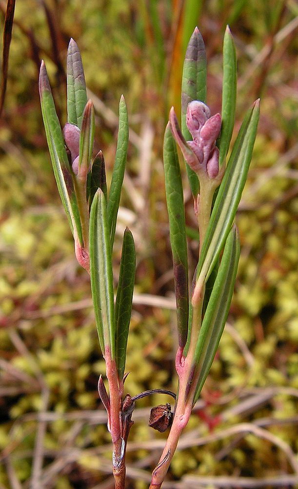 Image of Andromeda polifolia specimen.