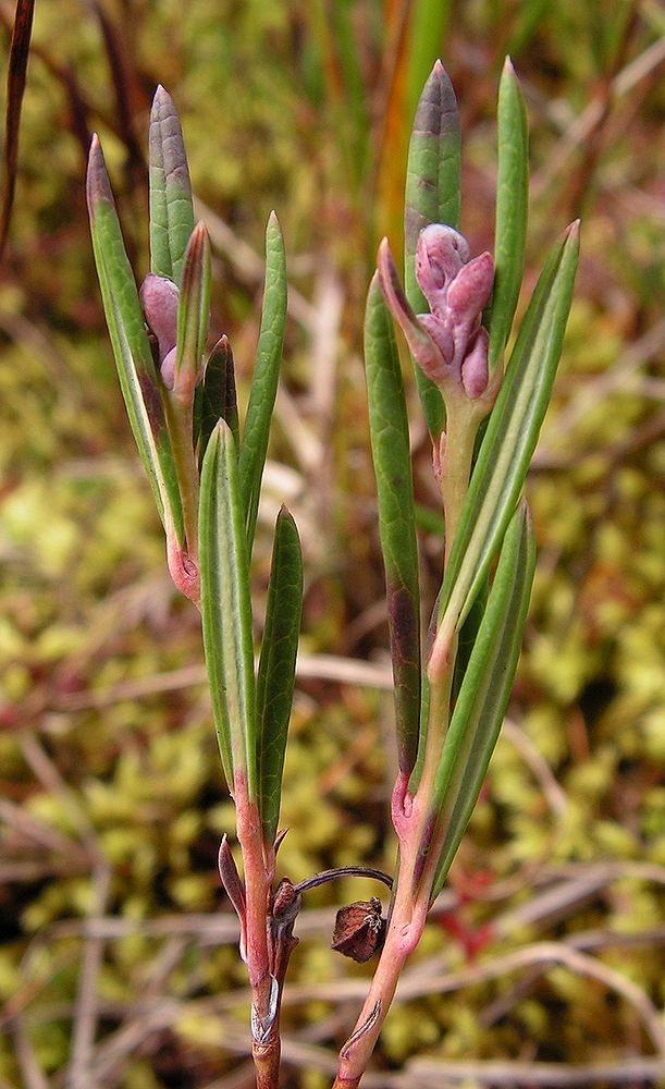 Изображение особи Andromeda polifolia.