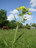 Sisymbrium loeselii