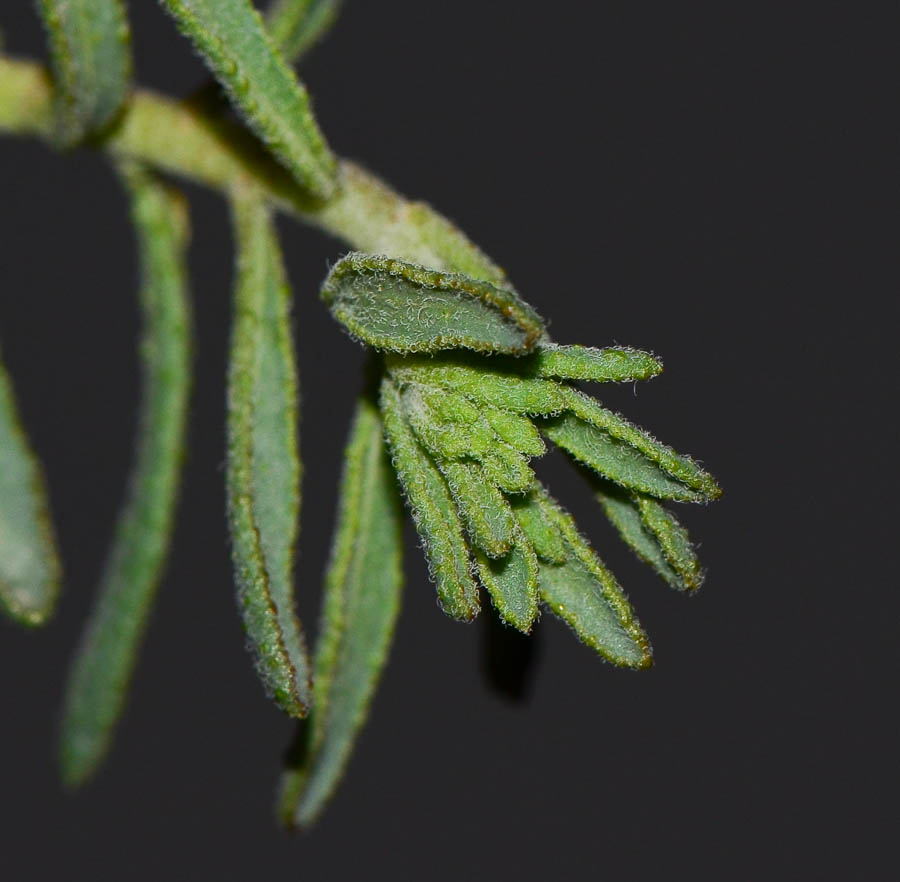 Image of Haplophyllum tuberculatum specimen.