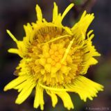 Tussilago farfara. Соцветие. Ростовская обл., Неклиновский р-н, Новобессергеневское с/п, балка Платонова. 16.03.2013.