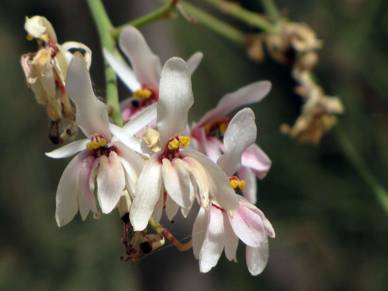 Image of Moringa peregrina specimen.