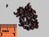 Berberis empetrifolia